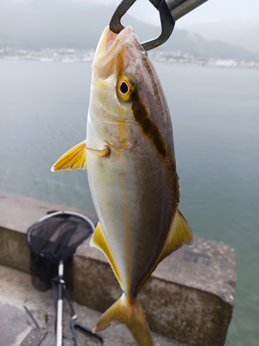 ショゴの釣果