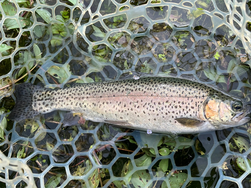 ニジマスの釣果