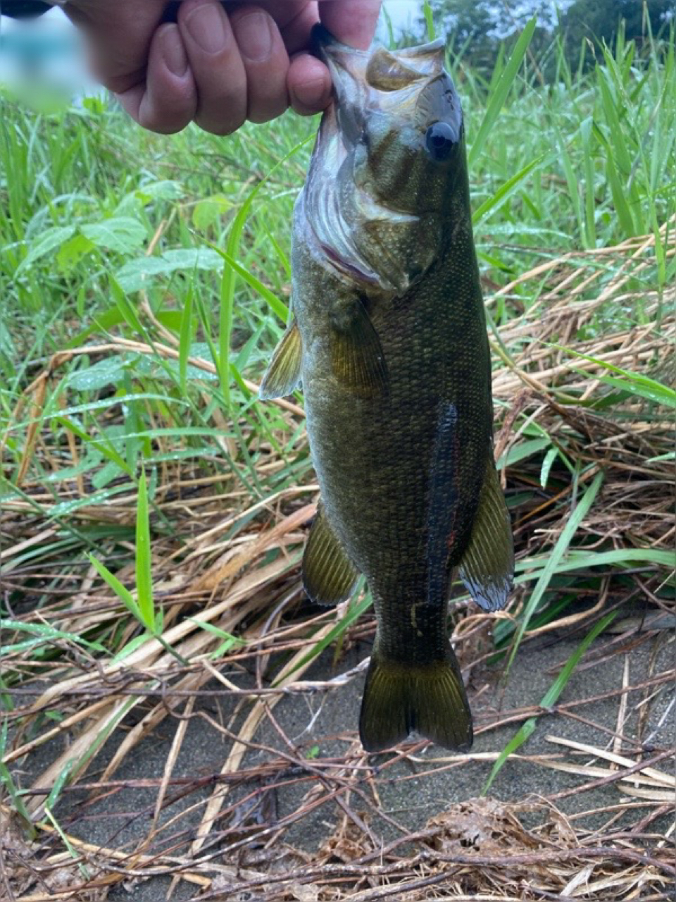 スモールマウスバス