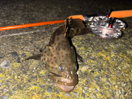 チャイロマルハタの釣果