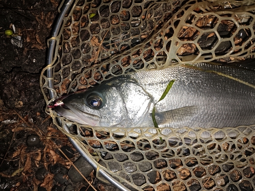 スズキの釣果