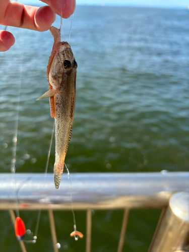 ハゼの釣果