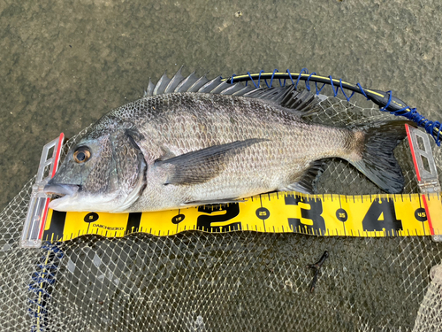 チヌの釣果