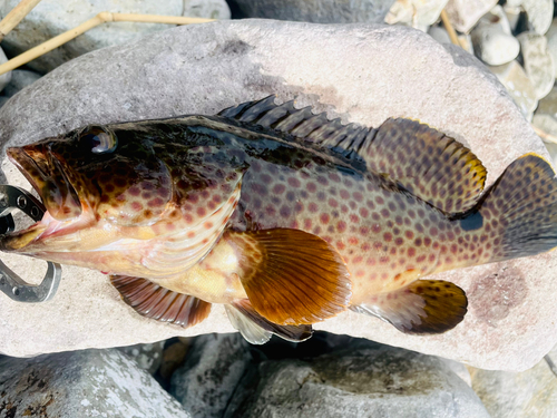 ノミノクチの釣果