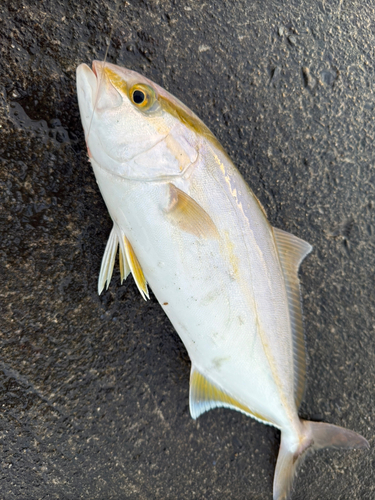 ショゴの釣果