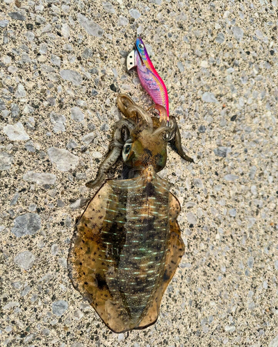 アオリイカの釣果