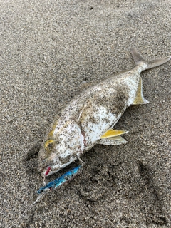 ショゴの釣果