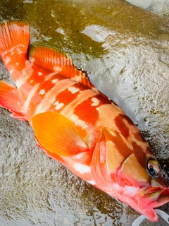 アカハタの釣果