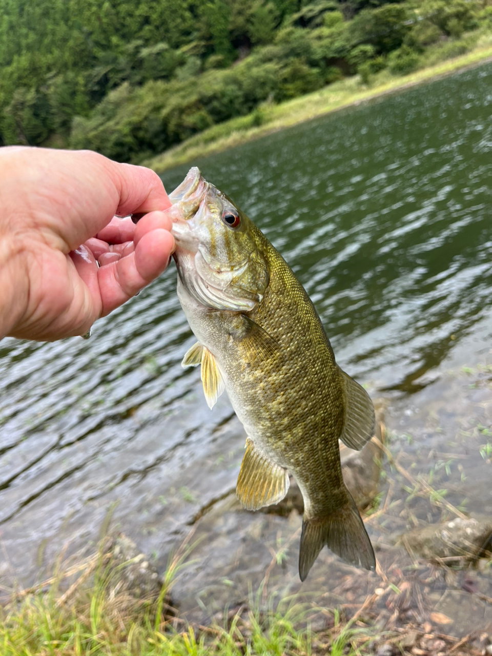 スモールマウスバス