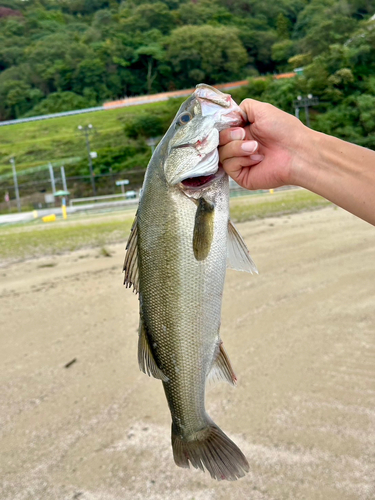 広島湾