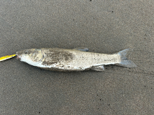 ウグイの釣果