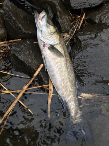 マルスズキの釣果