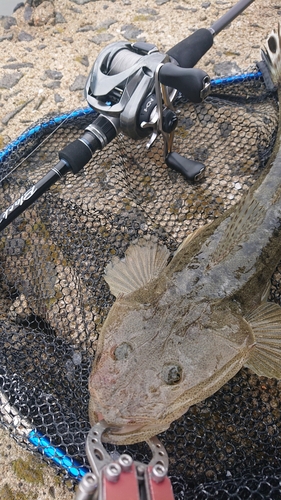 マゴチの釣果