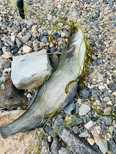 ナマズの釣果