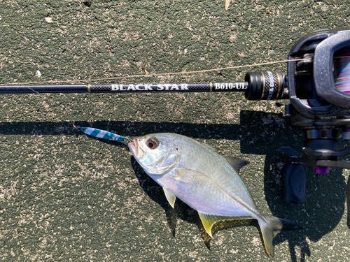 メッキの釣果