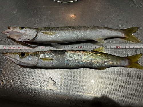 カマスの釣果