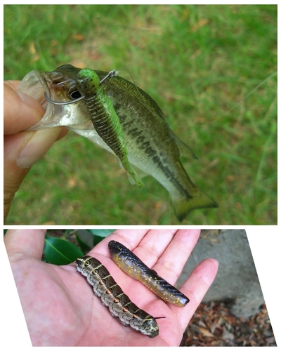 ブラックバスの釣果