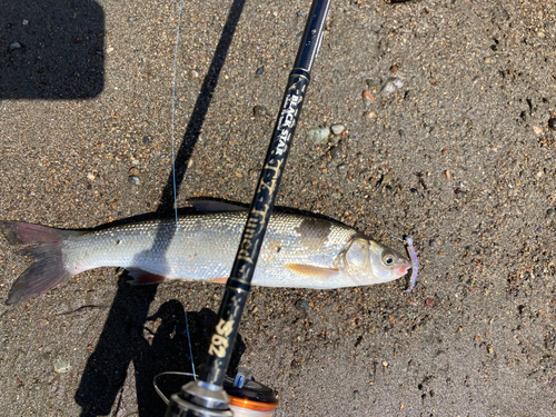 ウグイの釣果