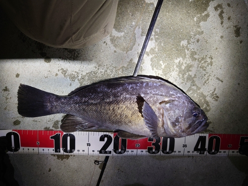 クロソイの釣果