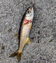 ムツの釣果