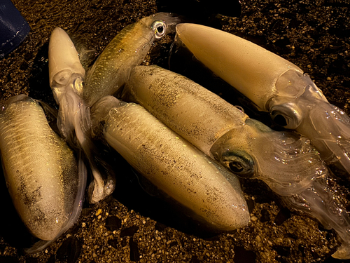 アオリイカの釣果