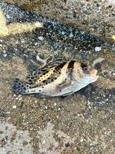 コショウダイの釣果