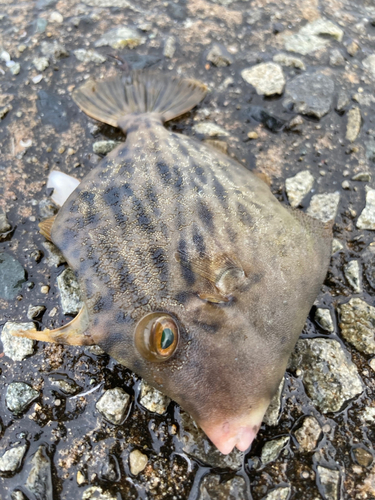 カワハギの釣果