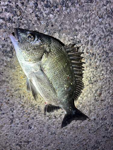 クロダイの釣果