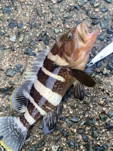 アオハタの釣果