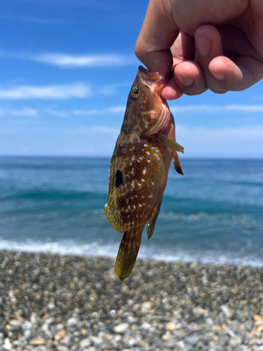 キジハタの釣果