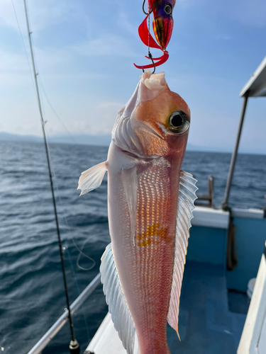 アマダイの釣果