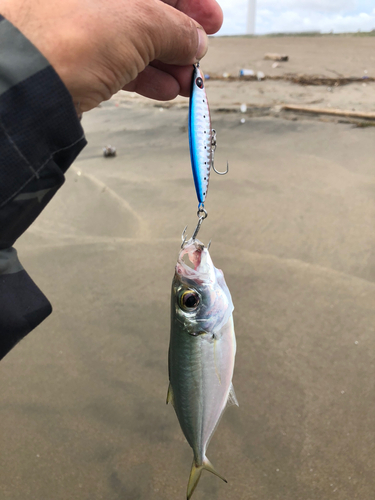 カマスの釣果