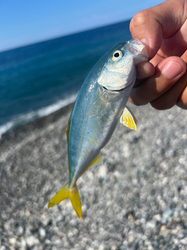 ワカシの釣果