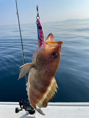 オオモンハタの釣果