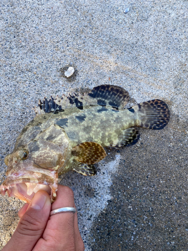 イシミーバイの釣果