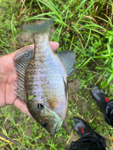 ブルーギルの釣果