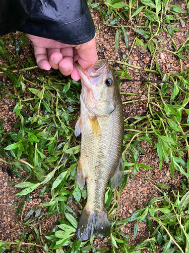 ブラックバスの釣果