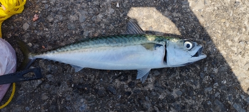 サバの釣果