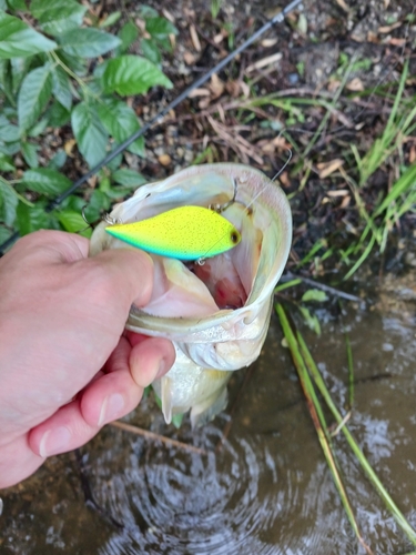 ブラックバスの釣果