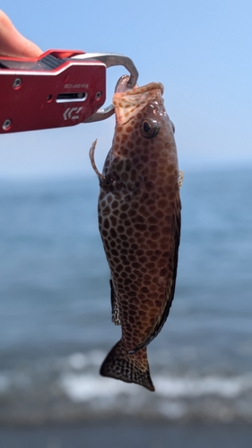 オオモンハタの釣果