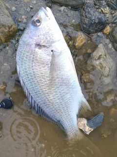 キビレの釣果