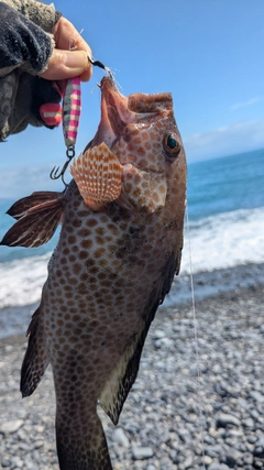 オオモンハタの釣果