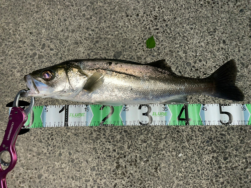 フッコ（マルスズキ）の釣果