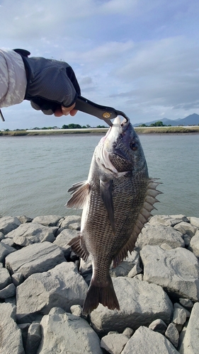 チヌの釣果