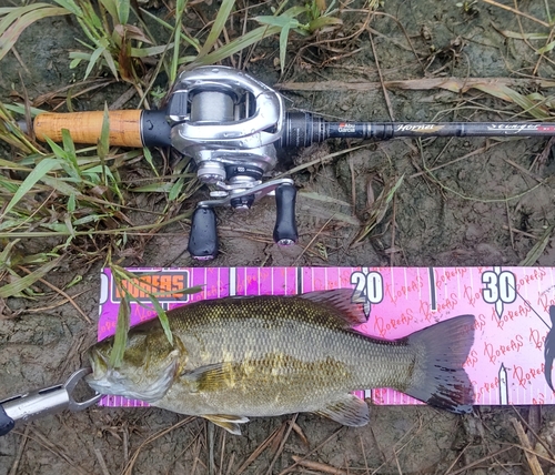 スモールマウスバスの釣果