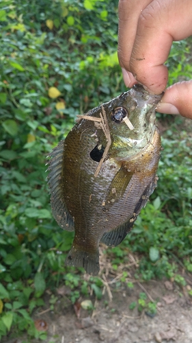 ブルーギルの釣果