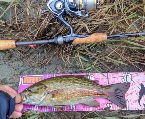 スモールマウスバスの釣果