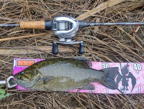 スモールマウスバスの釣果