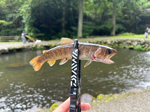 イワナの釣果