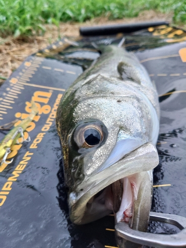 セイゴ（マルスズキ）の釣果